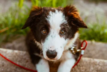 In vacanza col cane: dall'albergo al ristorante, ecco la app per viaggi pet friendly